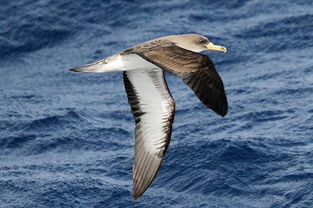 Lanzarote pelagics Y (III)