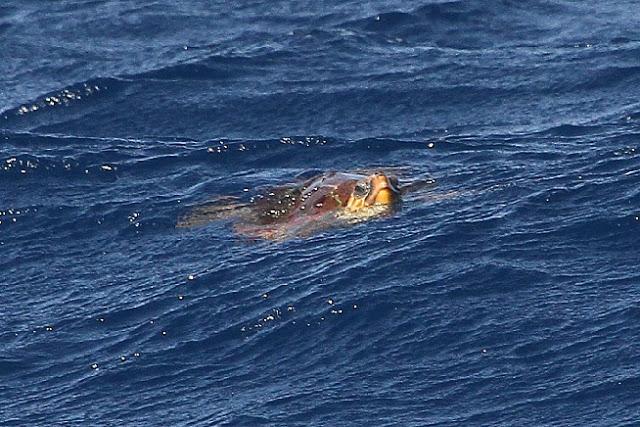 Lanzarote pelagics Y (III)