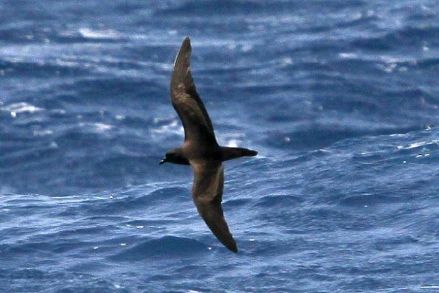 Lanzarote pelagics Y (III)