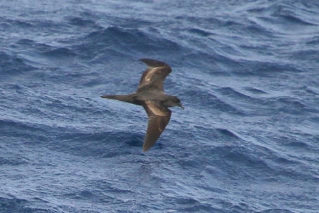 Lanzarote pelagics Y (III)