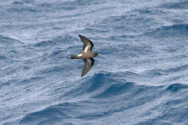 Lanzarote pelagics Y (III)