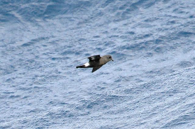 Lanzarote pelagics Y (III)