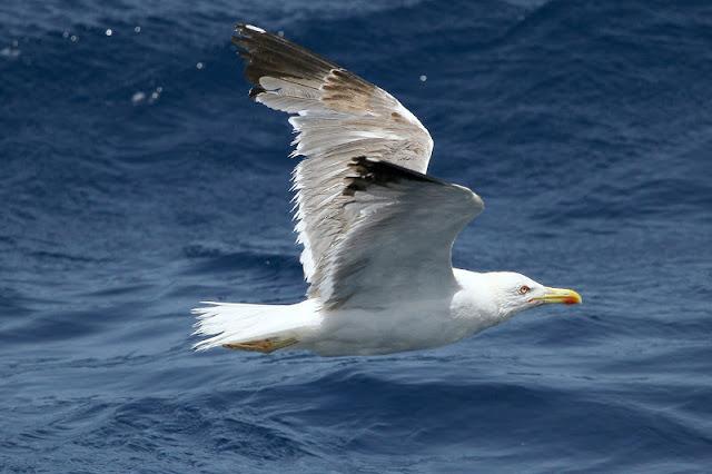 Lanzarote pelagics Y (III)