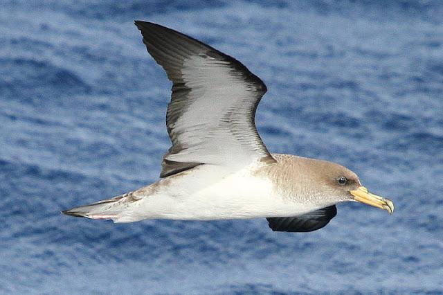 Lanzarote pelagics Y (III)