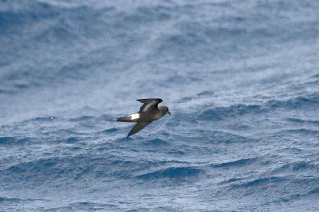 Lanzarote pelagics Y (III)