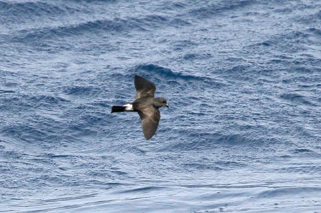 Lanzarote pelagics Y (III)