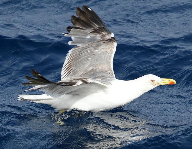 Lanzarote pelagics Y (III)