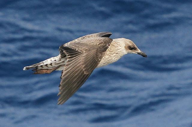 Lanzarote pelagics Y (III)