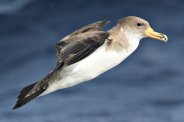 Lanzarote pelagics Y (III)