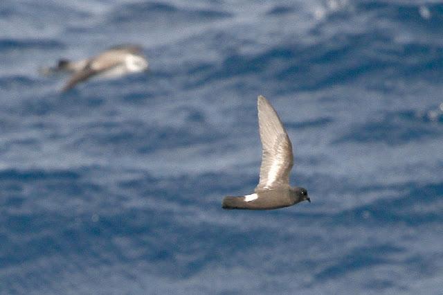 Lanzarote pelagics Y (III)