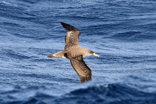 Lanzarote pelagics Y (III)