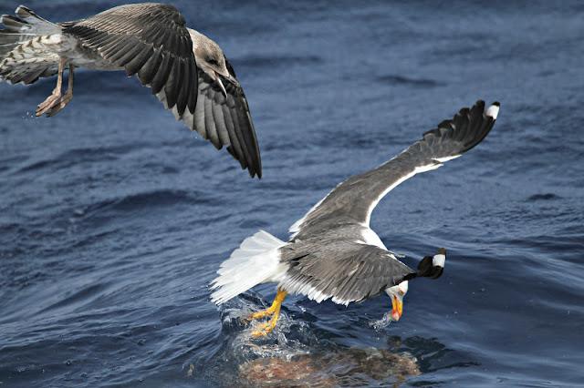 Lanzarote pelagics Y (III)