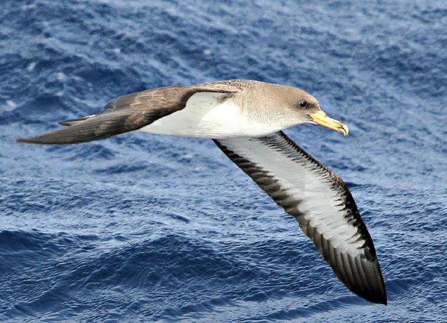 Lanzarote pelagics Y (III)