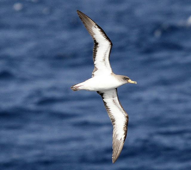 Lanzarote pelagics Y (III)