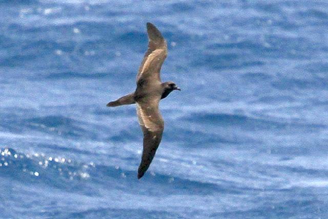 Lanzarote pelagics Y (III)