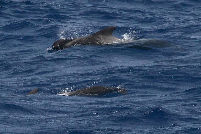 Lanzarote pelagics Y (III)