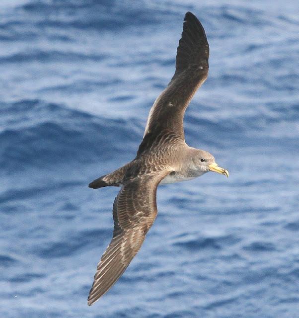 Lanzarote pelagics Y (III)