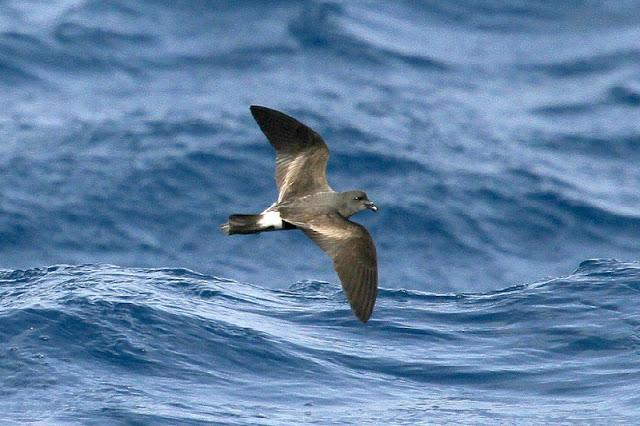 lanzarote pelagics 2012 (II)