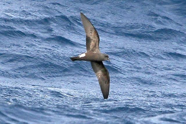 lanzarote pelagics 2012 (II)