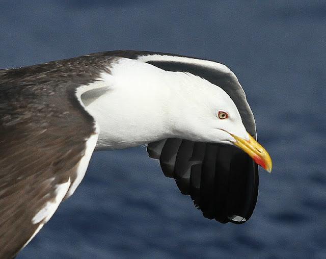 lanzarote pelagics 2012 (II)