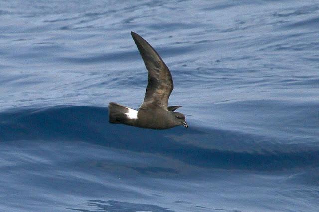 lanzarote pelagics 2012 (II)