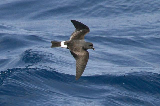 lanzarote pelagics 2012 (II)