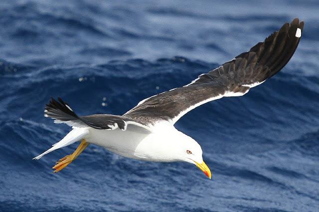 lanzarote pelagics 2012 (II)