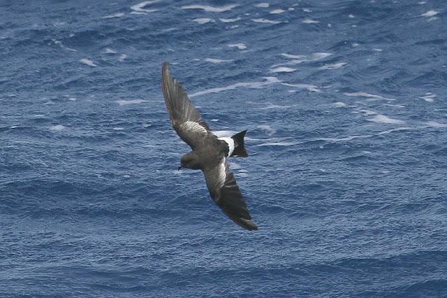 lanzarote pelagics 2012 (II)