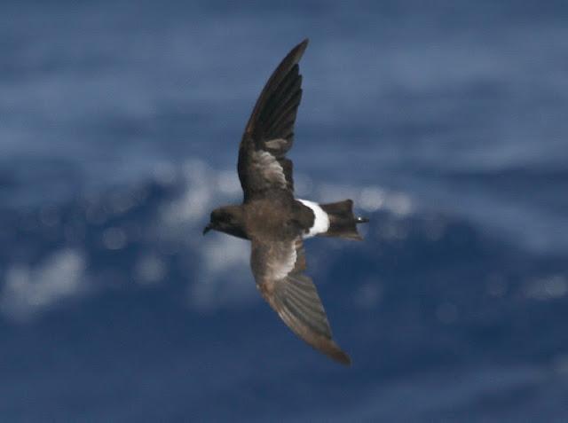 lanzarote pelagics 2012 (II)