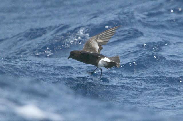 lanzarote pelagics 2012 (II)