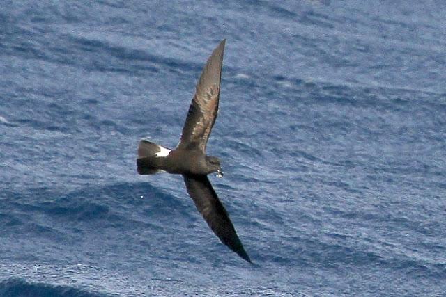 lanzarote pelagics 2012 (II)