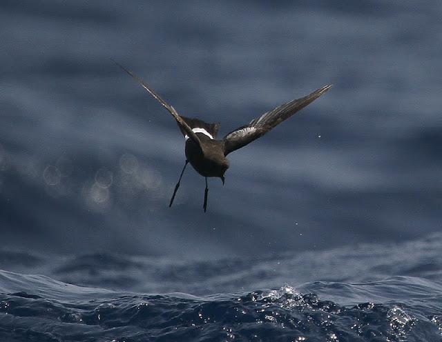 lanzarote pelagics 2012 (II)