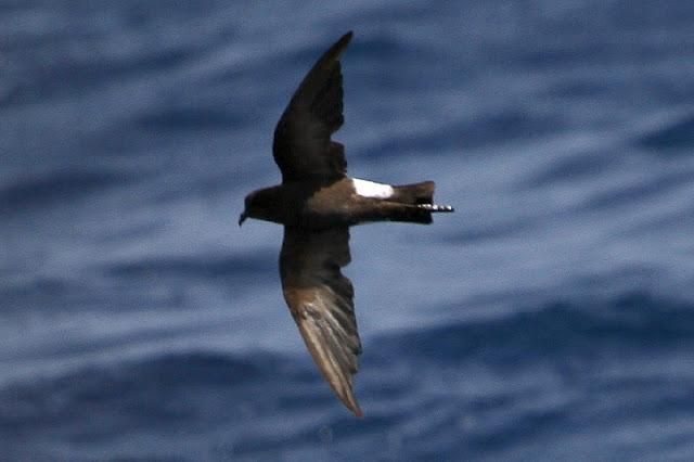 lanzarote pelagics 2012 (II)