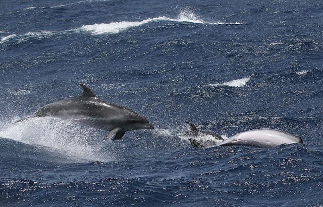 lanzarote pelagics 2012 (II)