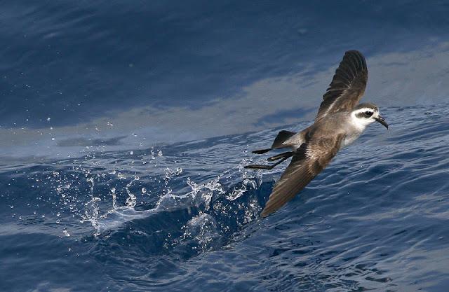 Lanzarote pelagics 2012