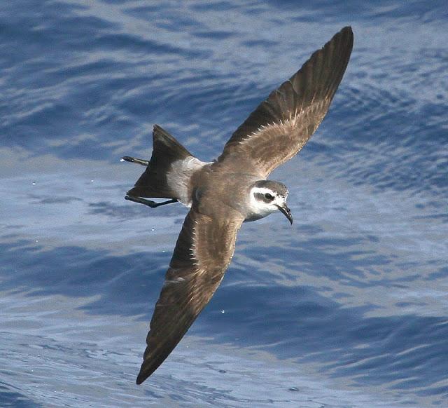 Lanzarote pelagics 2012