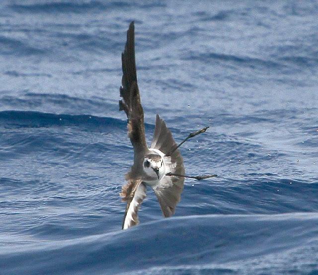 Lanzarote pelagics 2012