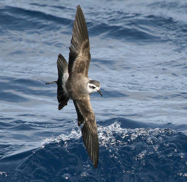 Lanzarote pelagics 2012