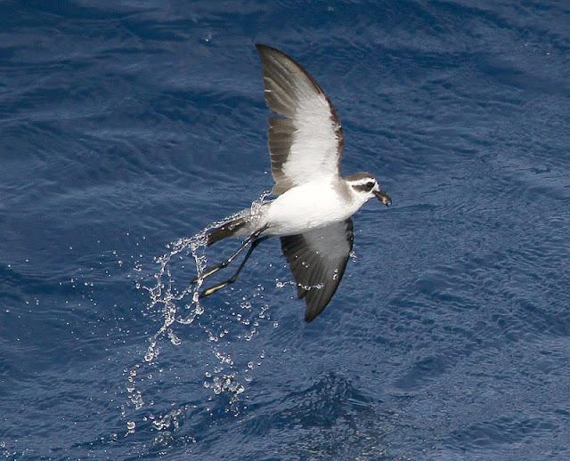 Lanzarote pelagics 2012