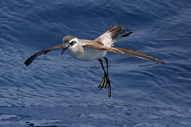 Lanzarote pelagics 2012