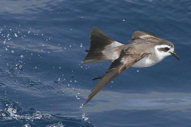 Lanzarote pelagics 2012