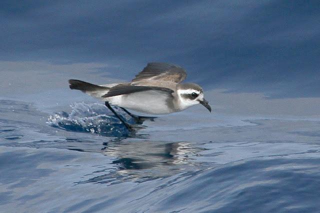 Lanzarote pelagics 2012