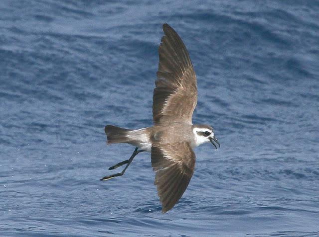 Lanzarote pelagics 2012