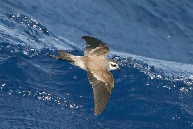 Lanzarote pelagics 2012