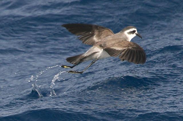 Lanzarote pelagics 2012