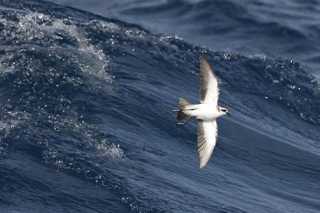 Lanzarote pelagics 2012