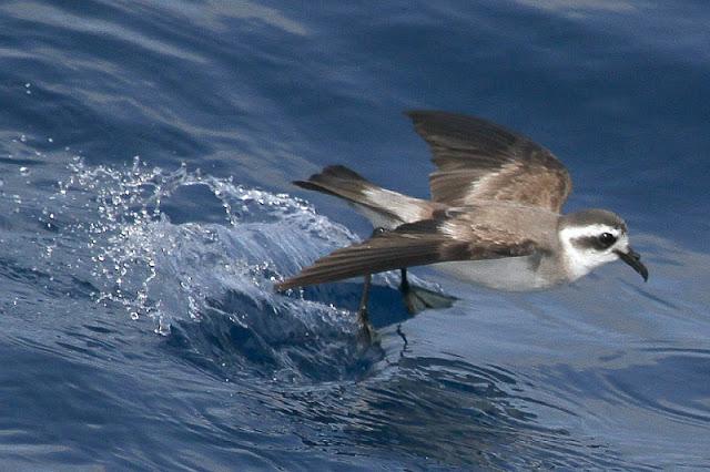 Lanzarote pelagics 2012