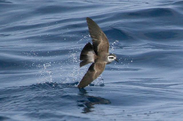 Lanzarote pelagics 2012