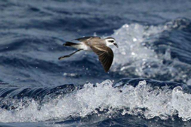 Lanzarote pelagics 2012