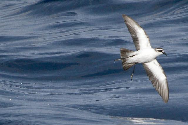 Lanzarote pelagics 2012